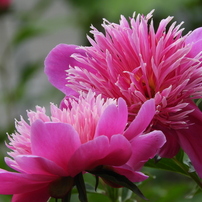 東京都薬用植物園・芍薬