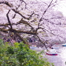 桜と新緑とボートたち