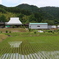 田植えが終わった天野　