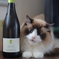 猫にワイン
