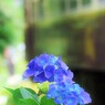 わ鐵 沿線に咲く花