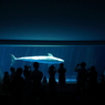 上越市立水族博物館 うみがたりのシロイルカを撮る人たちを撮る