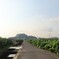 亀島山とレンコン田