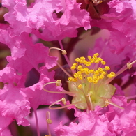 夏の花