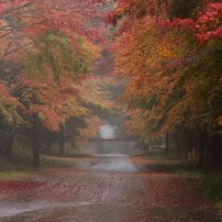 秋に染まる道