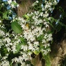 純白の花　センニンソウ