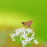 韮の花とセセリチョウ