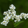 秋の花(蕎麦の花)