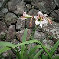 石垣の花　ヘメロカリス