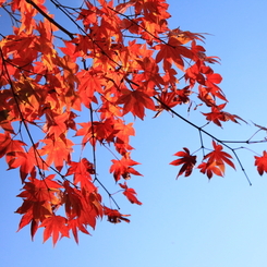 天気に恵まれた紅葉狩り