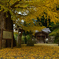 紅葉の長谷寺　番外～素盞雄神社