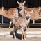 フェニックス自然動物園にて