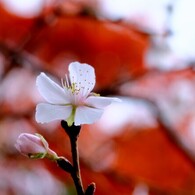 美しき  桜