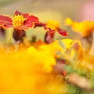 黄色と茜色の花。