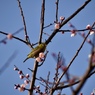 梅の花・メジロ