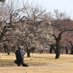 武蔵丘陵森林公園の梅の花を撮る人を撮る