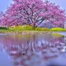 雨の河津桜2