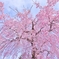 枝垂れ桜の広がり