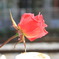 rose in winter Ⅱ