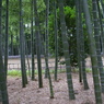 竹林の２