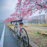 ANYROAD －桜街道－