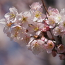 桜？その２