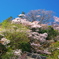 古刹桜情報Ⅲ（浄智寺）