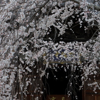 豊田　行福寺　　「しだれ桜」　　　２０２０