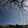 富士と滝桜 (340T)
