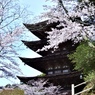 桜に囲まれた五重の塔