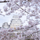 姫路城と桜