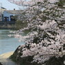 巴川と桜