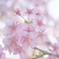 fluffy cherry blossoms
