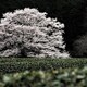 花饅頭