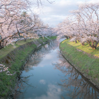 新境川堤の桜並木