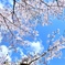 青空に映える桜