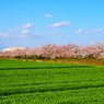 麦畑と桜