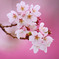 幸せを届ける桜