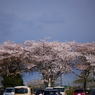 怪しい空と名残の桜