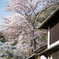 岡山　紺屋川美観地区の桜