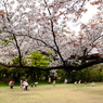 桜と歓声。