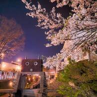 ロボット水門と桜