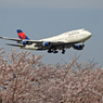 ✈ Sakuraとジャンボ機  /B７４７−４００ ✈