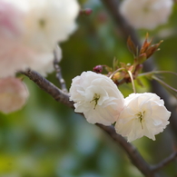 今日の桜