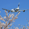 「群青色」　Sakura と ✈飛行機✈