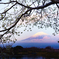 桜と富士山