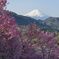 平日の富士山1087