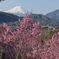 平日の富士山1088
