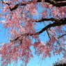 Blue sky and weeping cherry