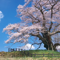 苗代桜 - 発知のヒガンザクラ